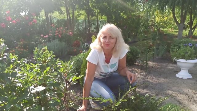 Кизильник Уход за кизильником Как размножить кизильник смотреть онлайн