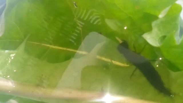 Кормим личинку стрекозы!.! смотреть онлайн