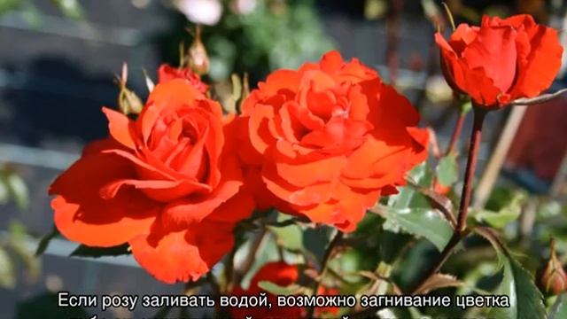 Роза Кордес Бриллиант (Kordes Brillant) смотреть онлайн