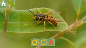 Классное детское приложение! Учимся читать, Спасаем зверей!