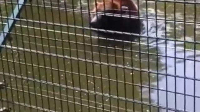 Парк зверей в Bielefeld Часть 1 смотреть онлайн