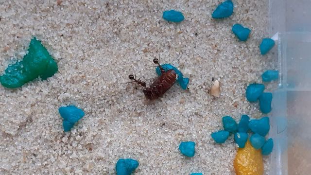 МУРАВЬИ против НЕИЗВЕСТНОГО ЖУКА 🐜🐜🐜 смотреть онлайн
