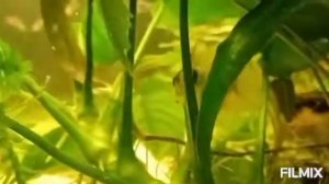 Секреты замены грунта в действующем аквариуме без перезапуска