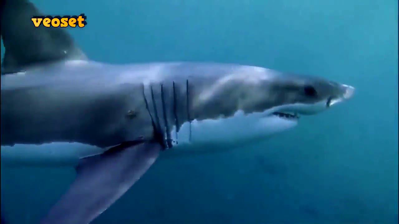 Charlie Clouser - Hello Zepp