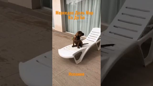 Ка Де Бо Мерседес Дель Мар (4 мес) Испания-Аликанте. смотреть онлайн