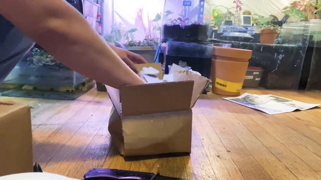 Unboxing from Asian Epiphytes смотреть онлайн