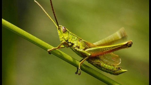 Кузнечики стрекочут. Хор до НЕбес. смотреть онлайн