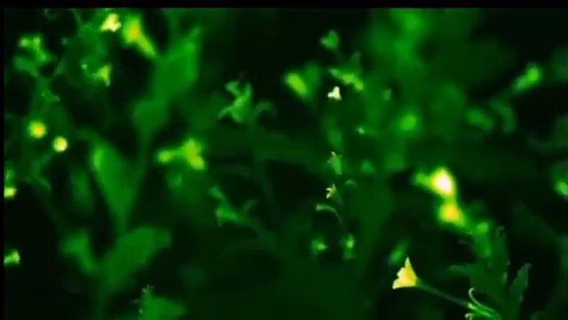 ECO LIGHTING ?? / ЭКО ОСВЕЩЕНИЕ ?? смотреть онлайн