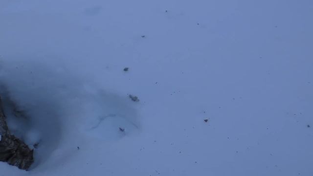 УЕХАЛИ В ТАЙГУ НА ТРИ ДНЯ / ЖИВЁМ В ИЗБУШКЕ / ОХОТА НА РЯБЧИКА С МАНКОМ В ФЕВРАЛЕ. ЛЫЖНЫЙ ПОХОД. смотреть онлайн
