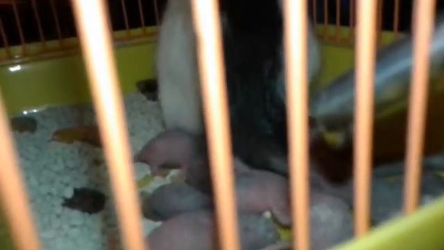 Моя крыса родила смотреть онлайн