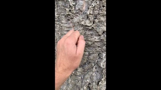 #4 Cork Oak - Quercus Suber.