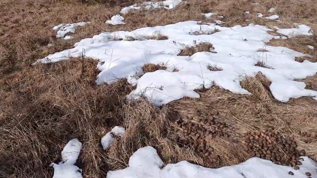 Стойбище лосей. февраль и март смотреть онлайн