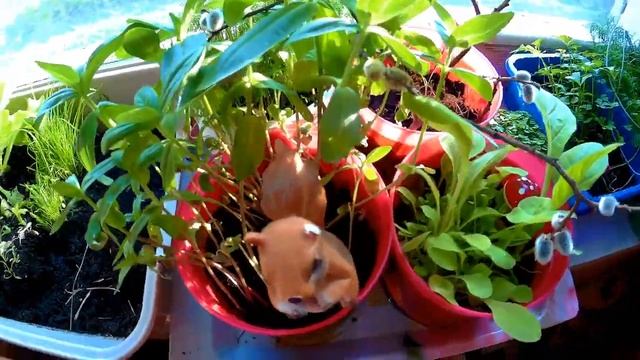 КАК НЕ СТАТЬ ЛОХОМ? КИТАЙСКИЕ САЙТЫ | ДОМАШНИЕ ЖИВОТНЫЕ смотреть онлайн