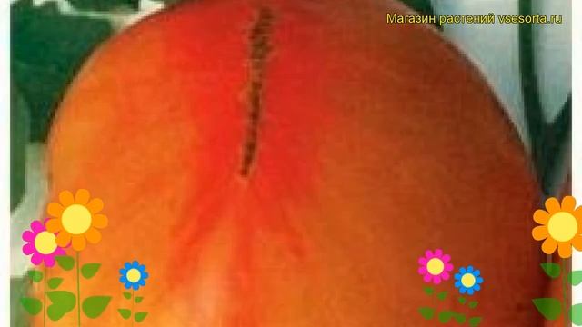 Томат обыкновенный Загадка Природы. Краткий обзор, описание характеристик, где купить семена смотреть онлайн