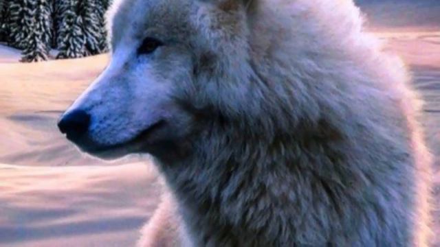 Воолки смотреть онлайн