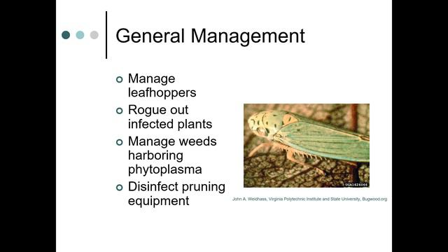 Phytoplasma and mistletoe смотреть онлайн