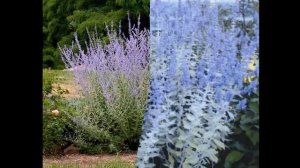 ПЕРОВСКИЯ  (PEROWSKIA)  сем.Яснотковые (Lamiaceae).