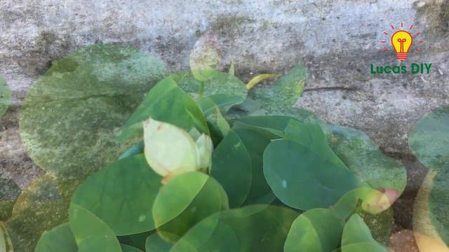 Growing mini lotus at home is beautiful and easy смотреть онлайн
