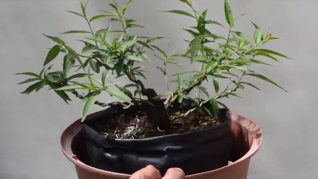 Planton para Bonsai Prunus persica Duraznero смотреть онлайн