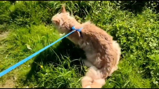 Котик- мейн кун гуляет в ошейнике!Приключения котика Радика продолжаются! Радик осваивает дачу. смотреть онлайн