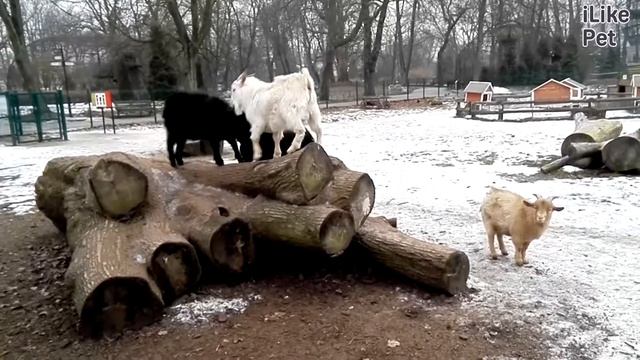 Камерунская коза описание на ilikepet смотреть онлайн