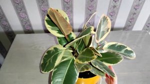 Фикус Тинеке. Спустя два года.