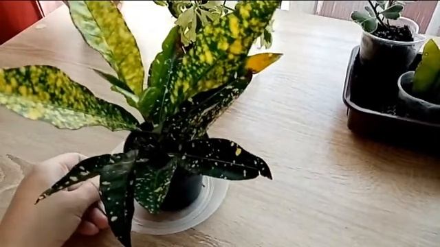 У меня посылка с декоративно-лиственными!!! смотреть онлайн