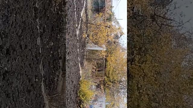 Влог. Осень?номер 2.Один день из моей жизни. Нечего не делала. смотреть онлайн