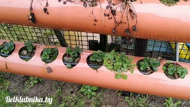 ? ? ? Клубника в трубах, вёдрах и на буграх после аномальной зимы. Belklubnika.by.mp4 смотреть онлайн