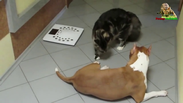 Мэйн-кун играет со стаффордом. смотреть онлайн