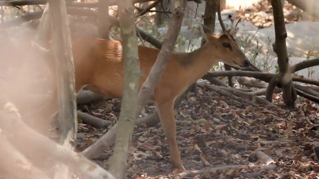 #Indian Muntjac\Red Muntjac Shout in Phnom Tamao Zoo смотреть онлайн