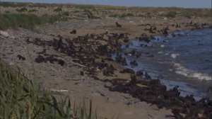 Facts: The Northern Fur Seal