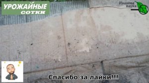 ИЗБАВИТЬСЯ от МОКРИЦЫ и других сорняков НАВСЕГДА - без прополки и химии!