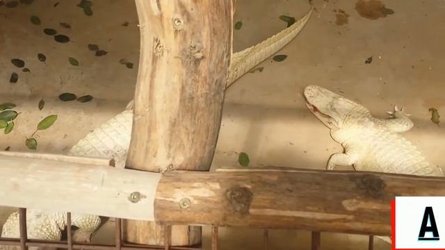 БЕЛЫЕ КРОКОДИЛЫ. смотреть онлайн