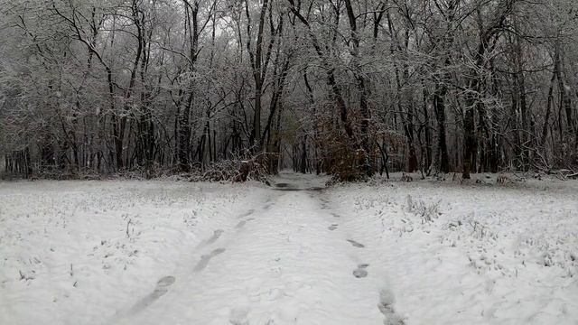 Собака с последних сил пробиралась сквозь метель, она должна была доставить это... смотреть онлайн