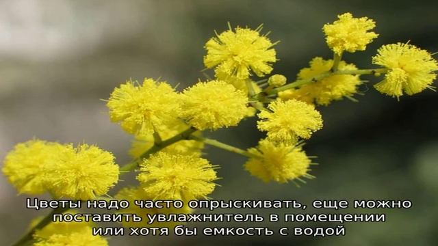Как сохранить мимозу пушистой: «заправляем» воду и увлажняем цветы смотреть онлайн