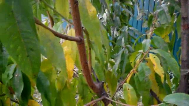 Возобновление персика после вымерзания.. смотреть онлайн