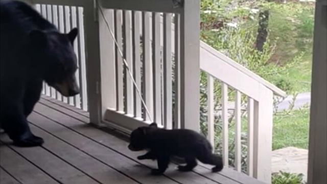 Мужчина подкармливал медведицу, а та, вскоре сделал УЖАСАЮЩЕЕ! смотреть онлайн