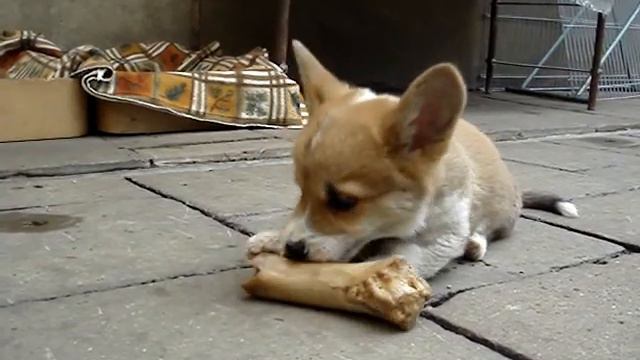 Крошка Цахес "терзает" кость... ))))) смотреть онлайн