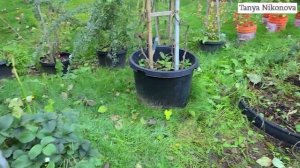 Корневая система ТОМАТОВ и ОГУРЦОВ. А нужны ли высокие и широкие грядки?