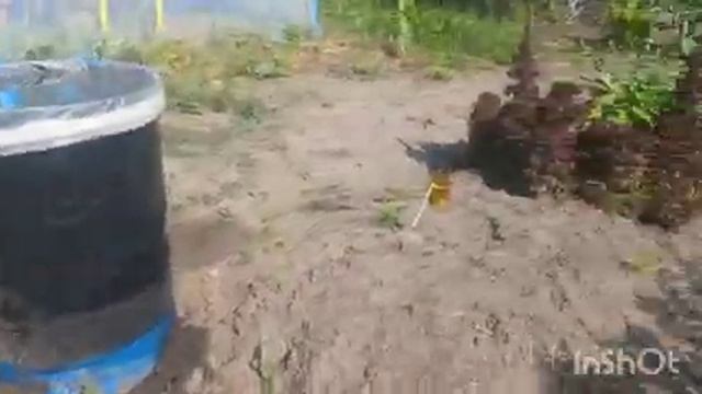 КУПИЛИ ЗАБРОШЕННУЮ ДАЧУ/53/ОХ, СКОЛЬКО ОГУРЦОВ/ОГОРОДНЫЕ ДЕЛА/А КАКИЕ ДЫНИ ? смотреть онлайн