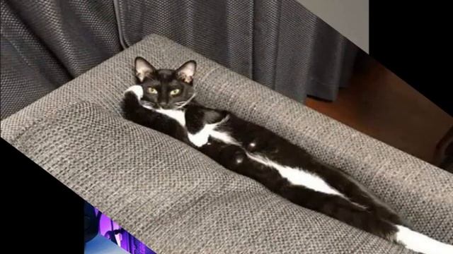 175. Я - кот, мне так удобно (выпуск 6). Забавные картинки про котов смотреть онлайн