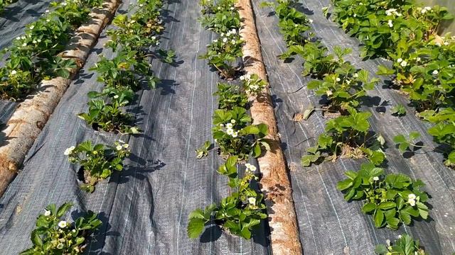 Как не тратить силы при выращивании клубники. смотреть онлайн