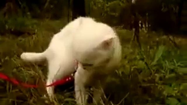 ШОК смотреть онлайн