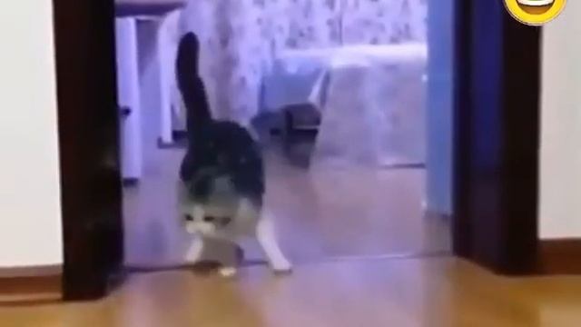 Как смутить кошку??? смотреть онлайн