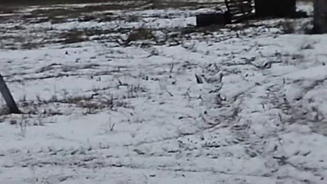 Мясной скот на выпасе 3 ноября Урал смотреть онлайн