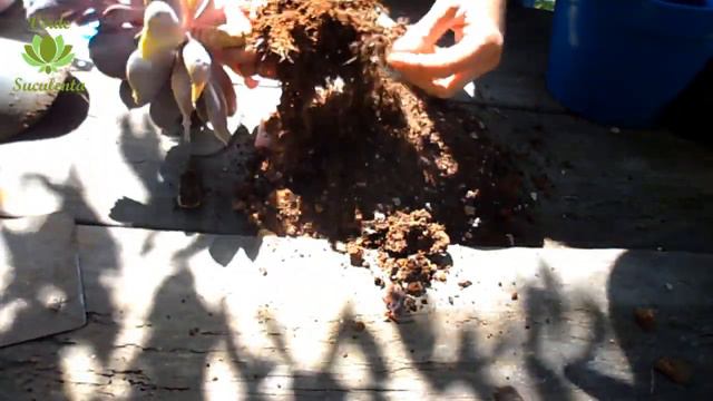 Echeveria Perle von Nurnberg para que crezca mucho! смотреть онлайн