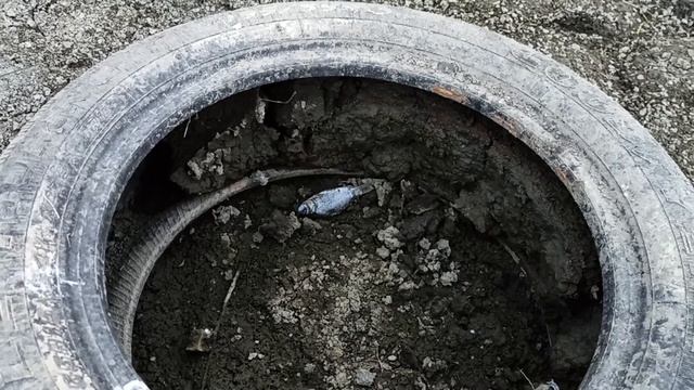 Карась в пересохшем водоеме смотреть онлайн