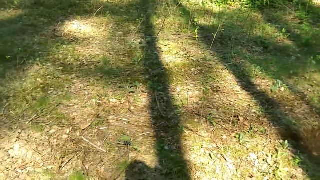 Аляскинский маламут Альфа