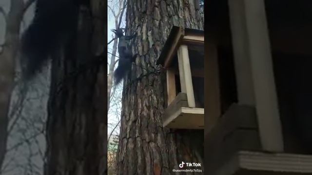 белочки играются смотреть онлайн